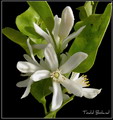 Citrus microcarpa,Citrofortunella mitis,Calamansi,golden lime, panama orange, chinese orange, acid o